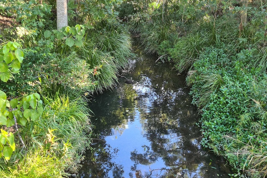 A small waterway largely covered in undergrowth.