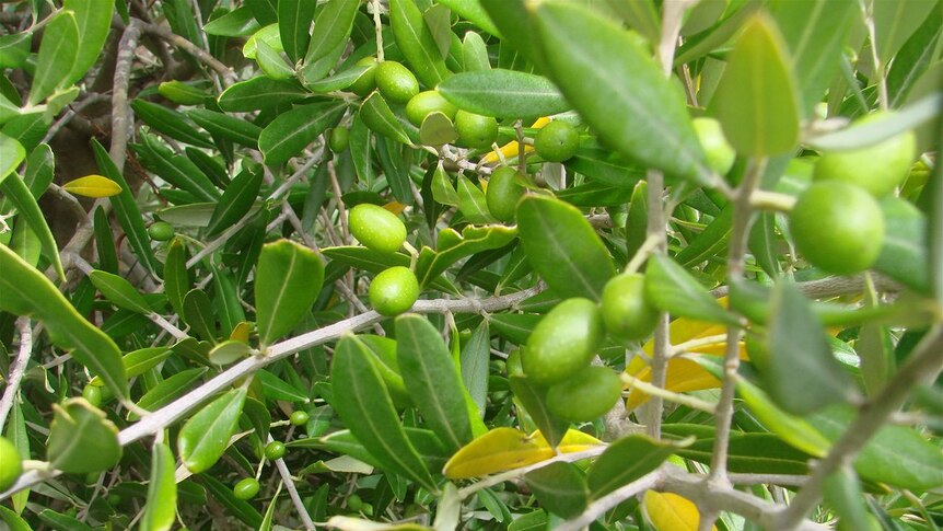 Favourable climatic conditions are lifting olive yields this year
