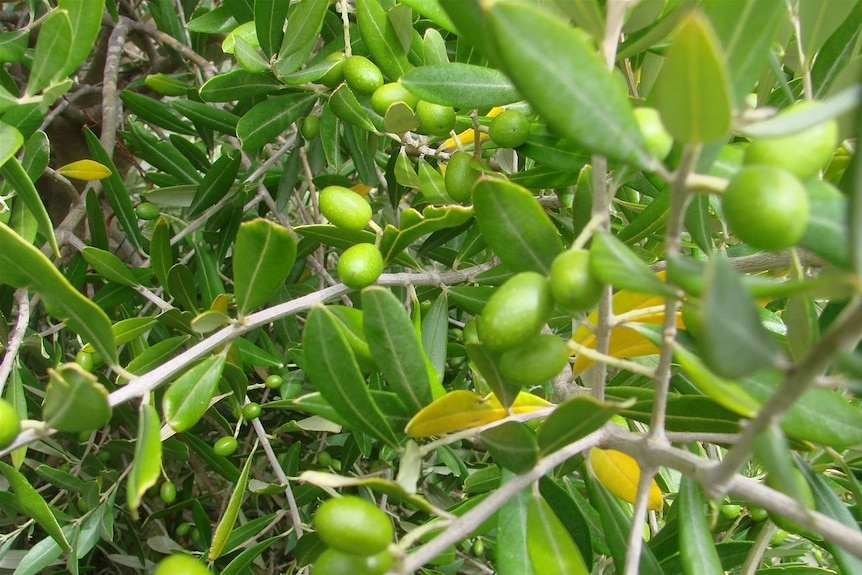 Favourable climatic conditions are lifting olive yields this year