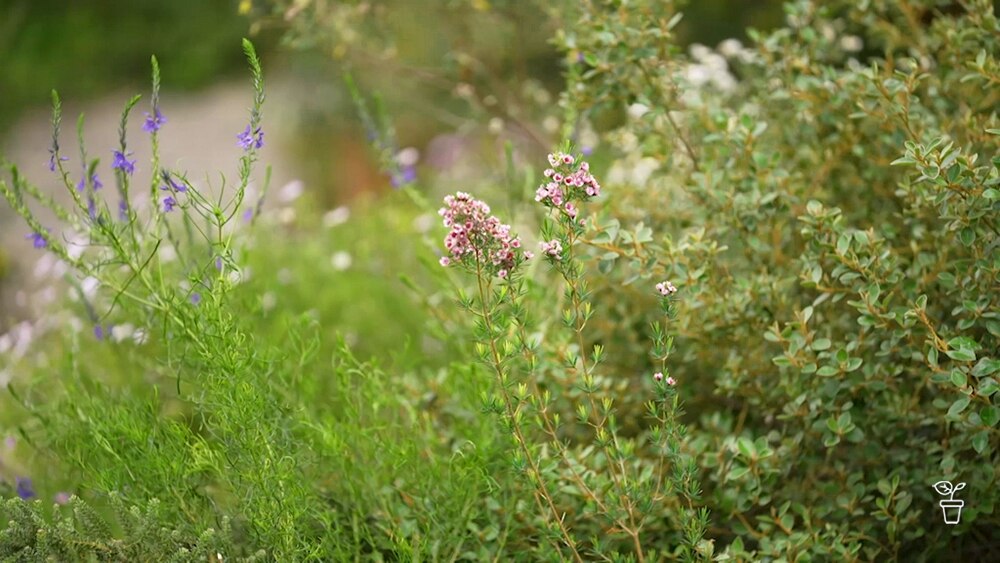 Native Stroll Gardening Australia