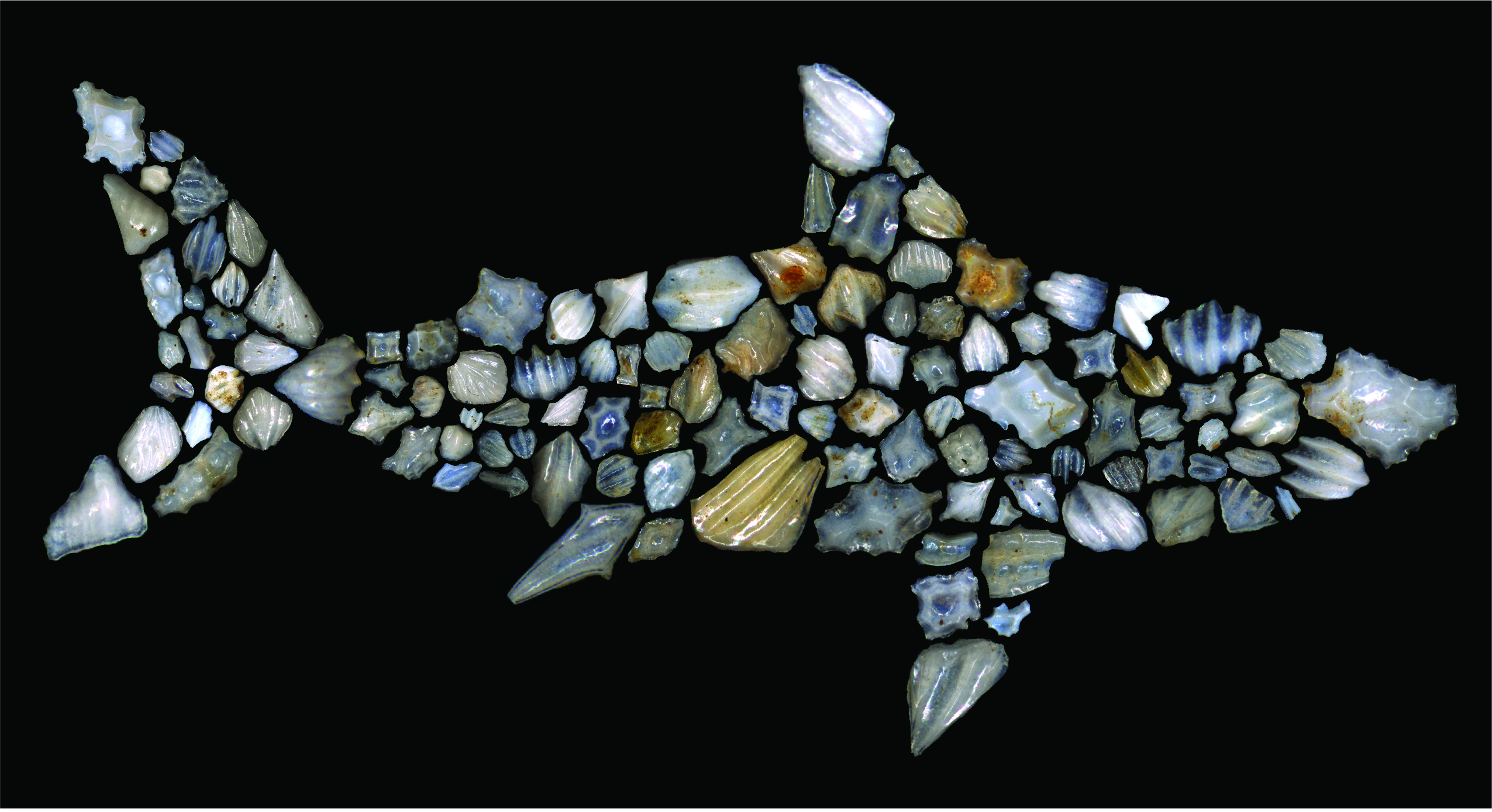 Fossils arranged in shape of shark