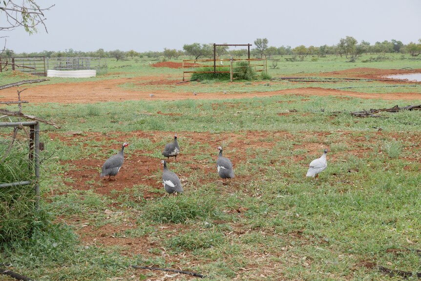 Four guineafowls wandering around an outback property.