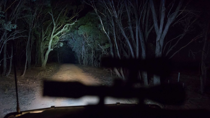 A view from the truck: a gun is silhouetted, and beyond it gum trees and red dirt illuminated in headlights.