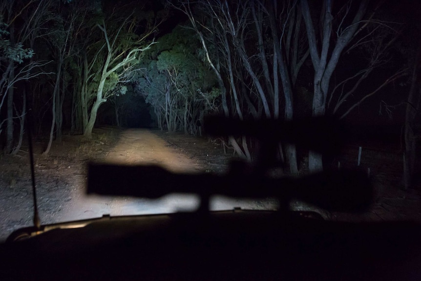 A view from the truck: a gun is silhouetted, and beyond it gum trees and red dirt illuminated in headlights.