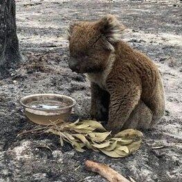 Koala suffering burns in a burnt landscape