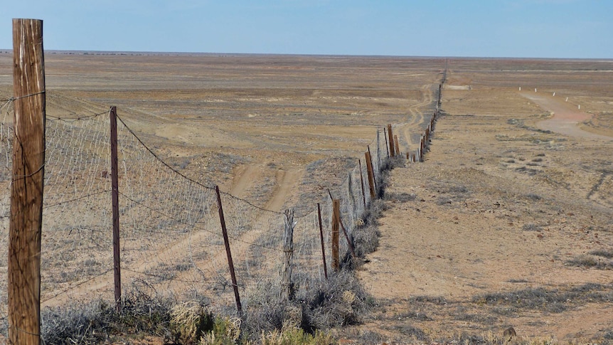 the dingo fence stretches across the desert.