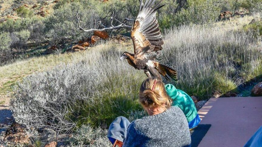 Eagle landing on boy's head