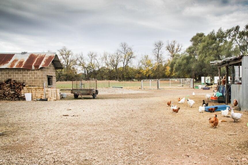 A farm setting with chickens feeding in the open between a shed and a hut, with firewood stacked nearby.