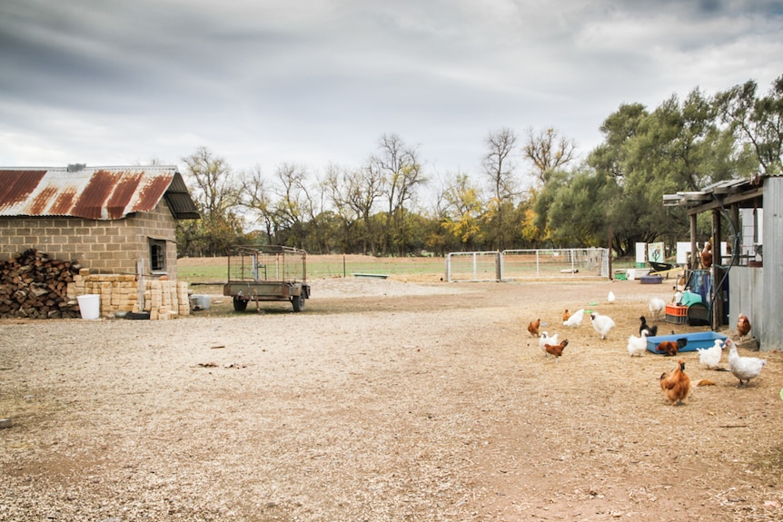 A farm setting with chickens feeding in the open between a shed and a hut, with firewood stacked nearby.
