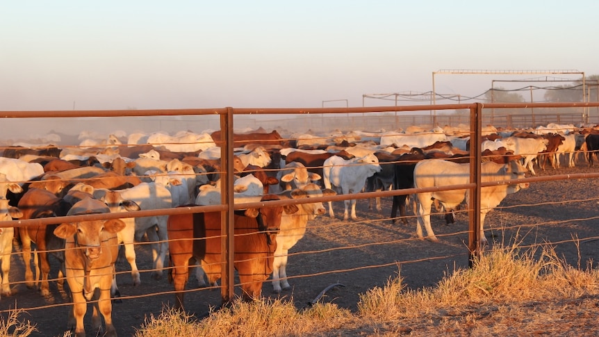 cattle in yards