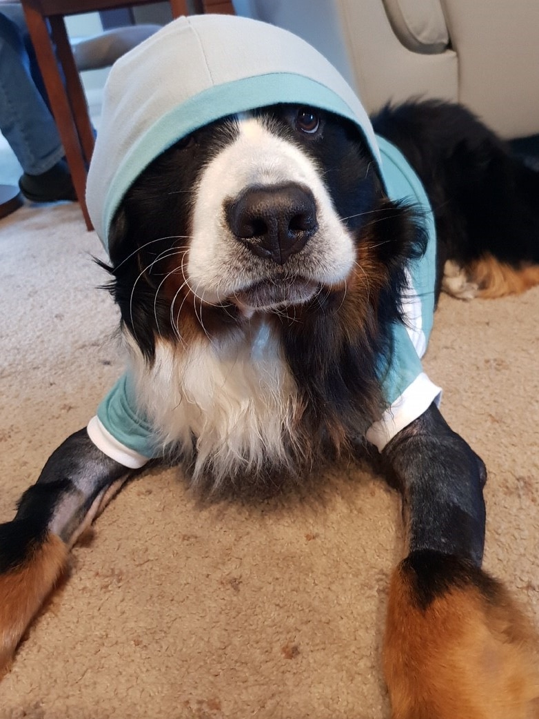 Boris in his hoody.jpg