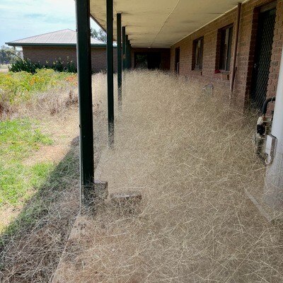 A pile of yellow tumbleweeds gathered around a country home.