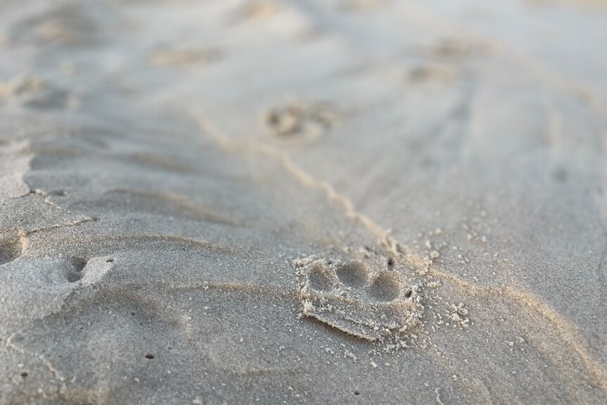 A dingo footprint in the sand