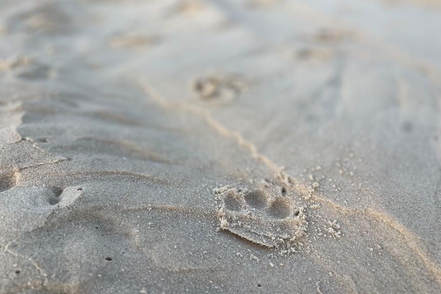 A dingo footprint in the sand