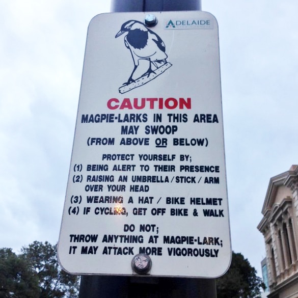 sign warns of swooping magpies