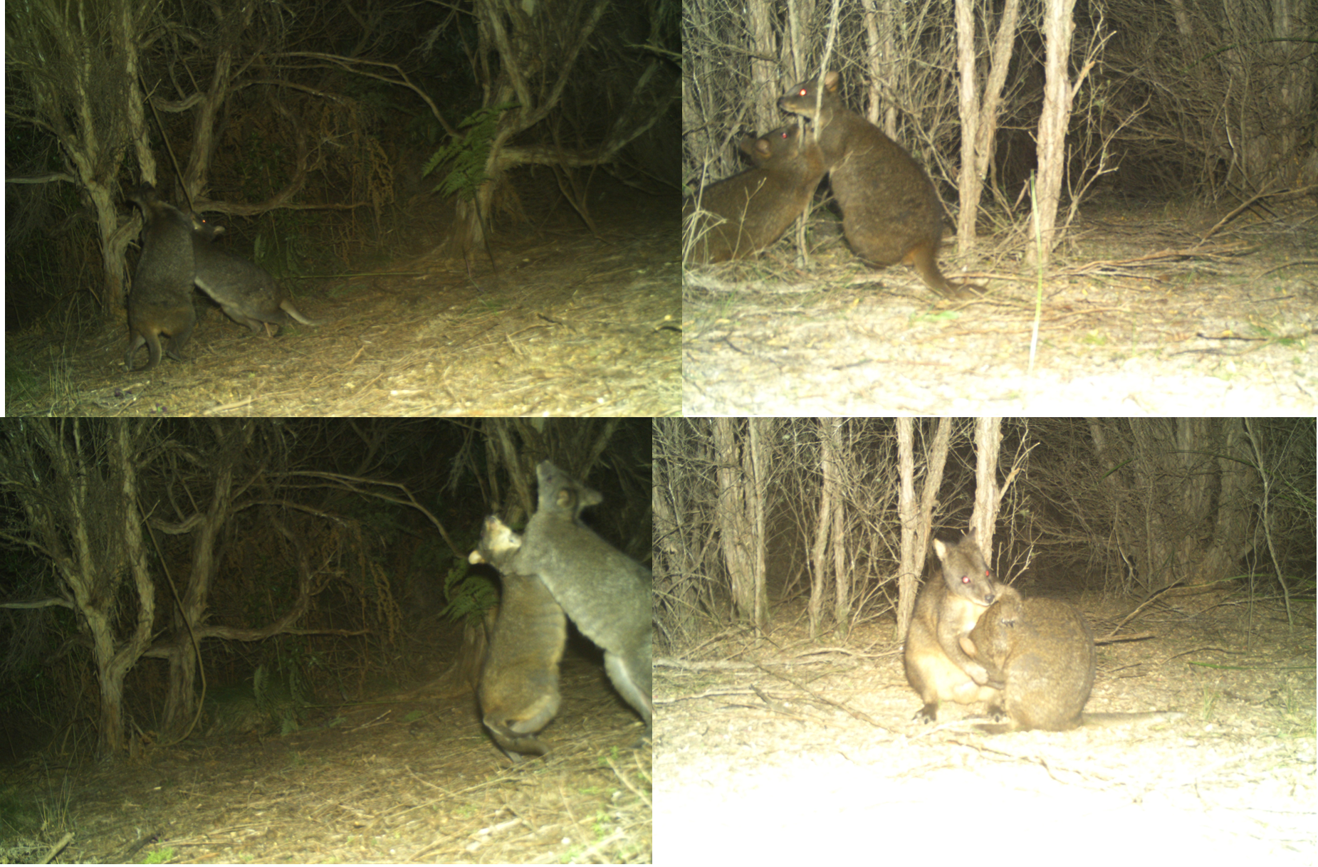 Four images of Tasmanian Pademelons fig