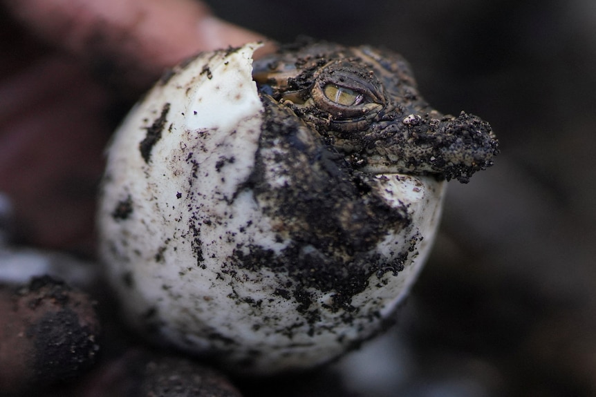 A baby crocodile peeks its head out of an egg, covered in mud. 