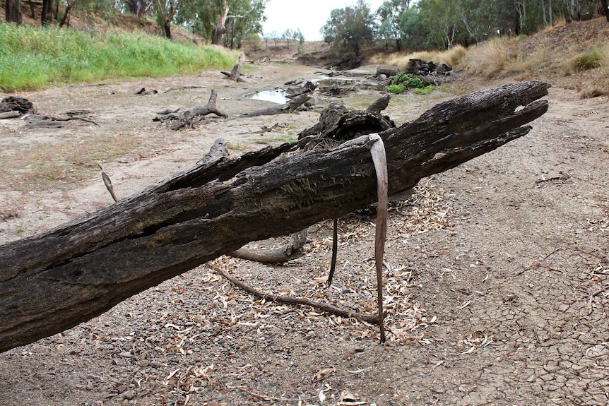 Dry log sticking out of dry Namoi River bed.