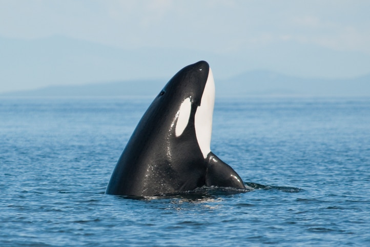 Killer whale in the sea