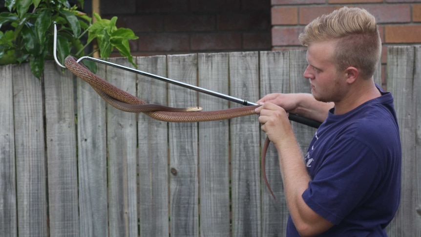 Snake handler turns old golf clubs into handling hooks to help
