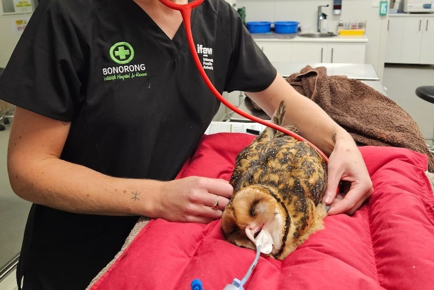 A blonde vet with stethoscope against an anaethetised masked owl