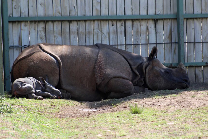 Australia's first Greater One Horned Rhino calf born at Dubbo's Taronga Western Plains Zoo.