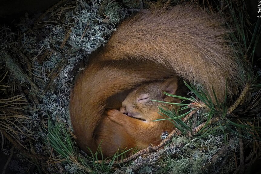 Squirrel curled up in a box