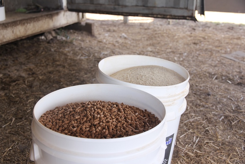 Two white buckets filled with special feed for the bulls. One is filled with pellets and one with powder.