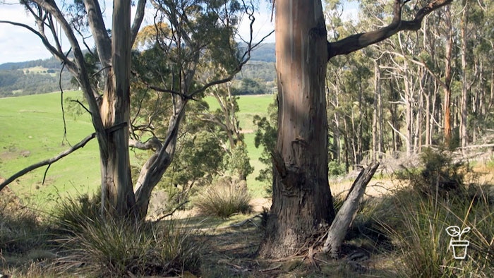 Eucalypts growing on hill with green pastures below