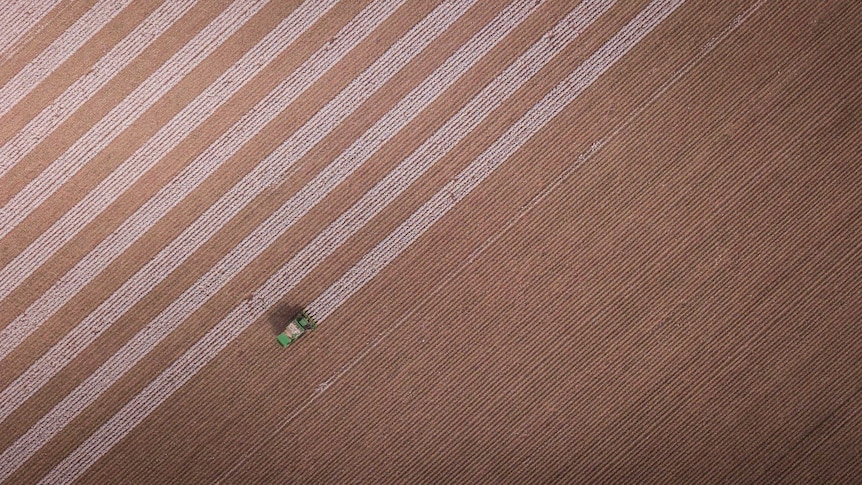 An aerial view of a cotton harvester in a field
