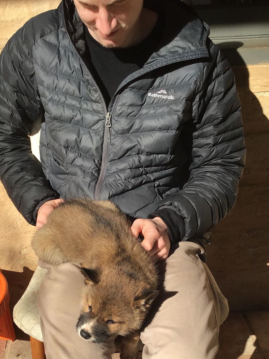 A dingo pup lying on the lap of a man, who looks fondly down upon it.