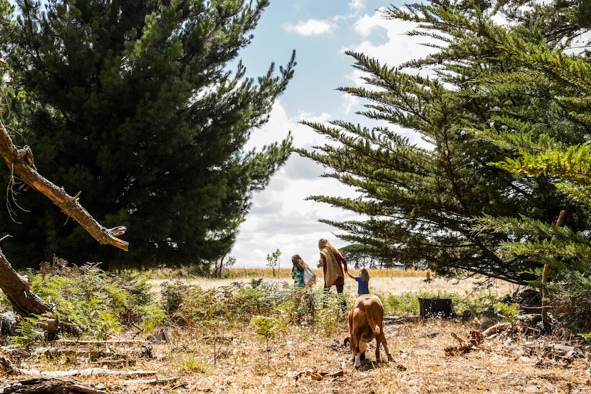 A woman, two children and a dog walk between large pine trees on a farm property,