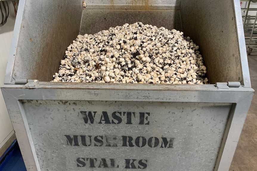 A bin full of mushroom stalks.