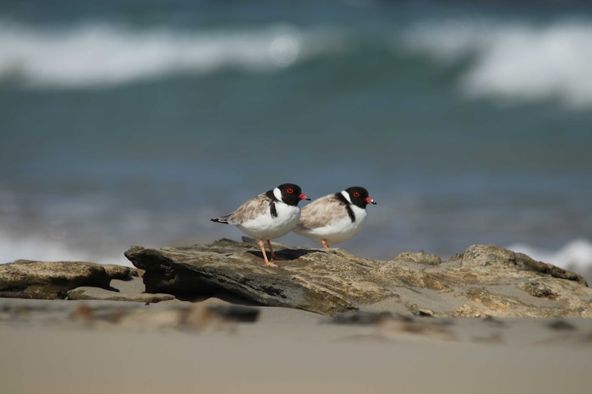 A pair of adult hooded plovers stand at the beach, the foreground and background is blurred.