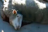 Sheep slaughtered in Jordan