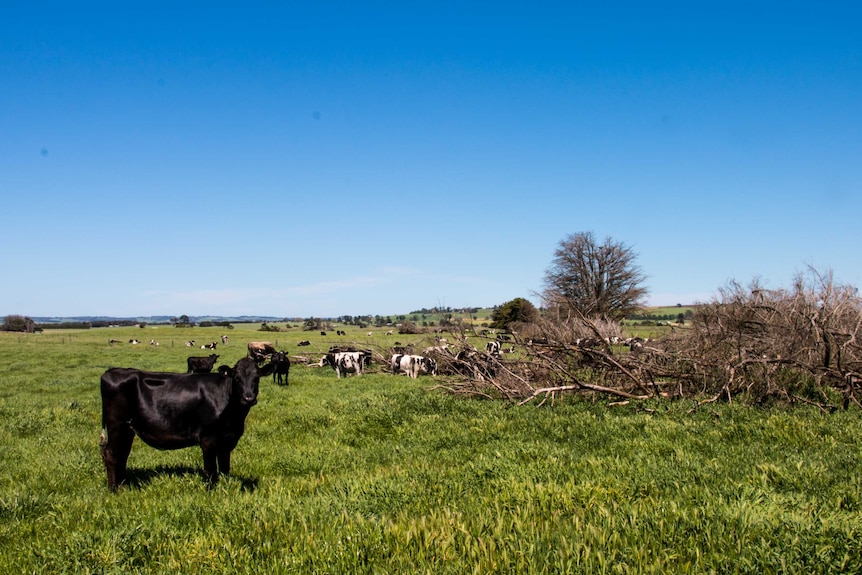 Dairy cows in a field in south west Victoria.