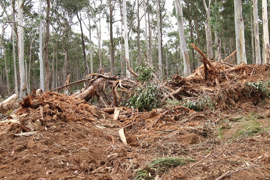 Bark, roots and other debris in a forest