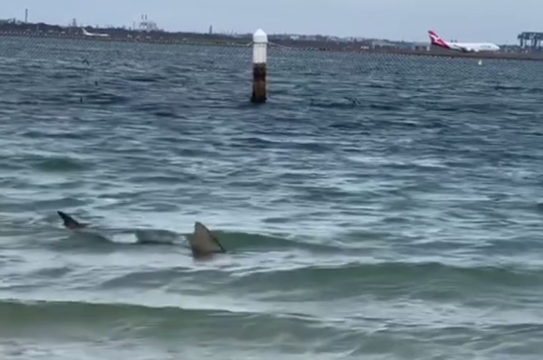 shark fin protruding from water with airport in background