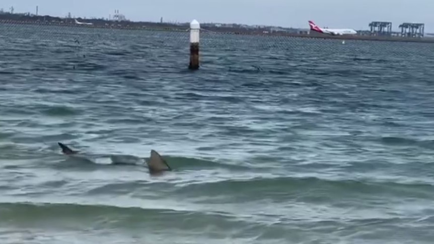 shark fin protruding from water with airport in background