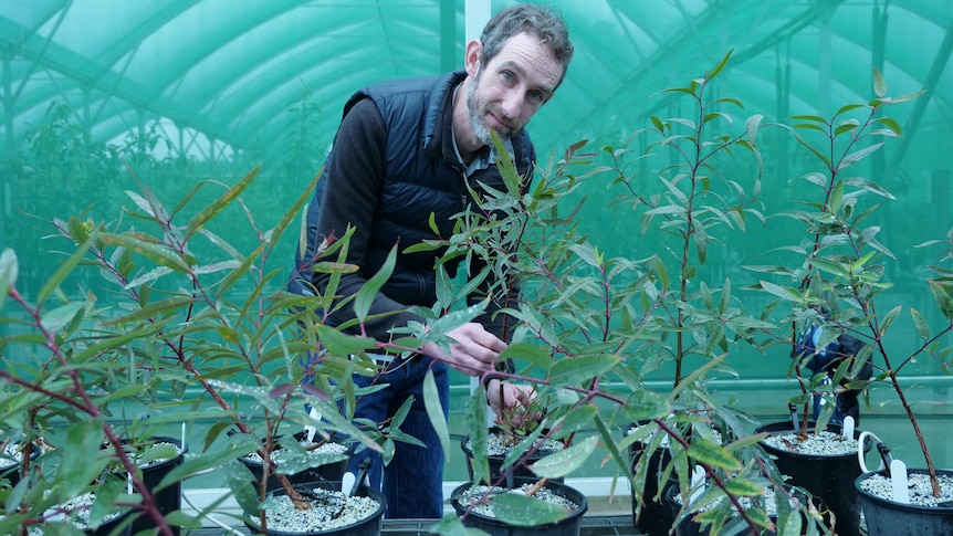 a man in a hothouse inspects seedlings 