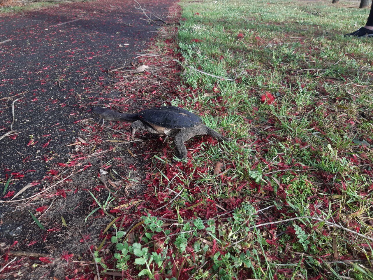 Oblong turtles are on the move across Perth! What should you look out ...