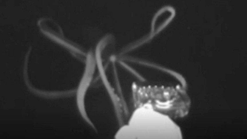 Large squid tentacles reach towards a lure in a black and white image.