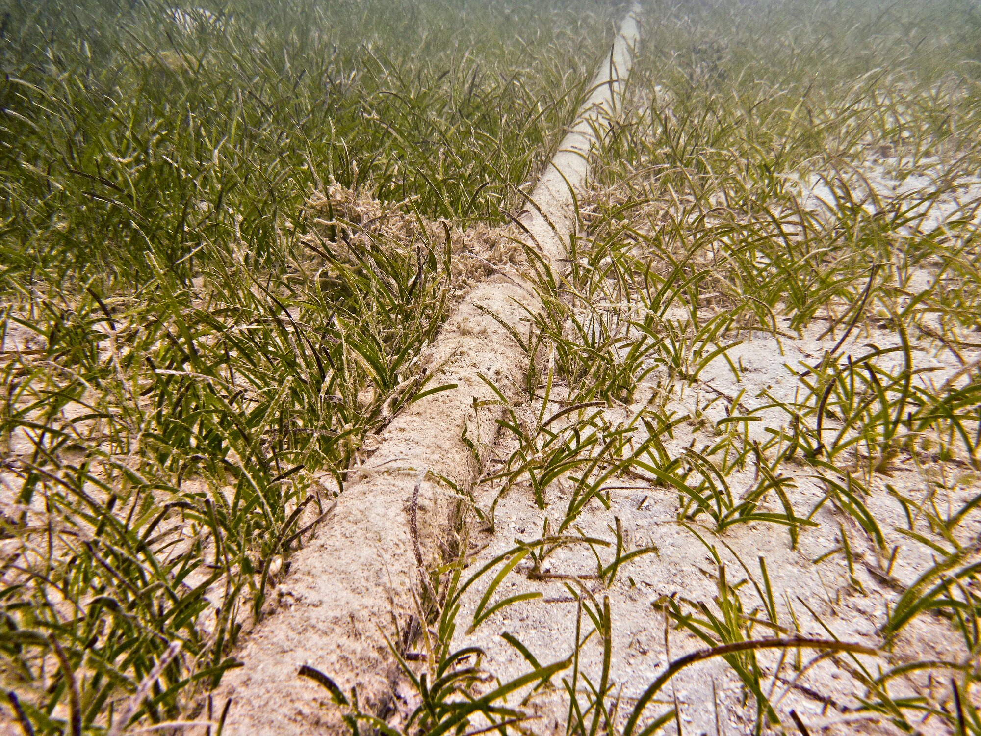 A cable which is underwater in Fiji. It's covered in sand on the seafloor.