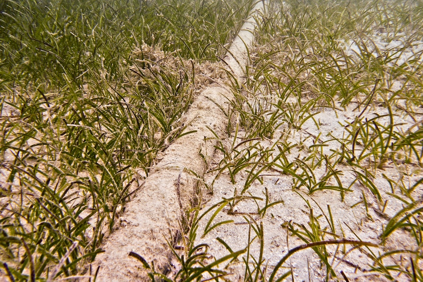 A cable which is underwater in Fiji. It's covered in sand on the seafloor.