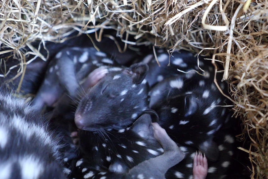 a group of little quoll pups sleep in some hay.