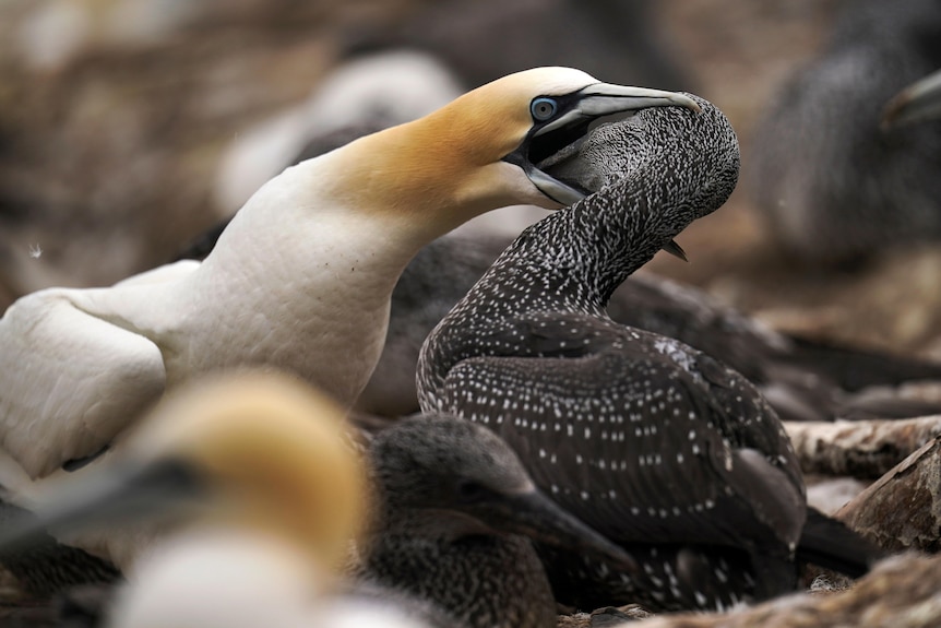 A northern gannet feeds its young bird with regurgitated food