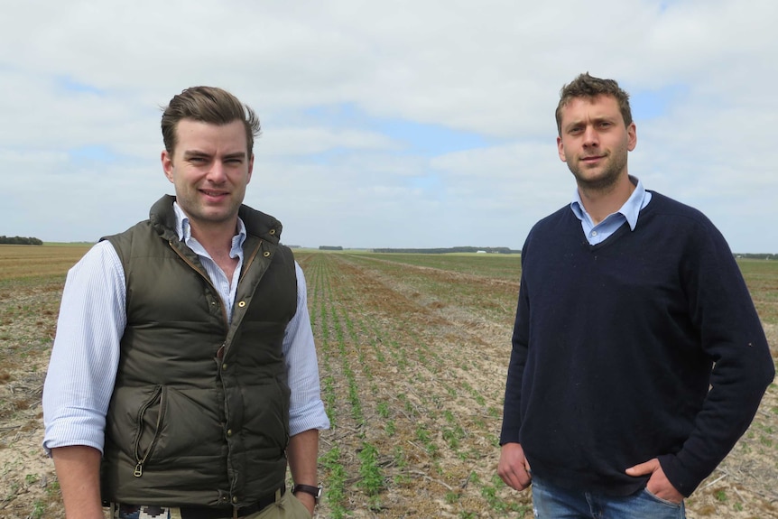 Victorian growers Simon Allan and James Hood pictured in the middle of Simon’s hemp crop.