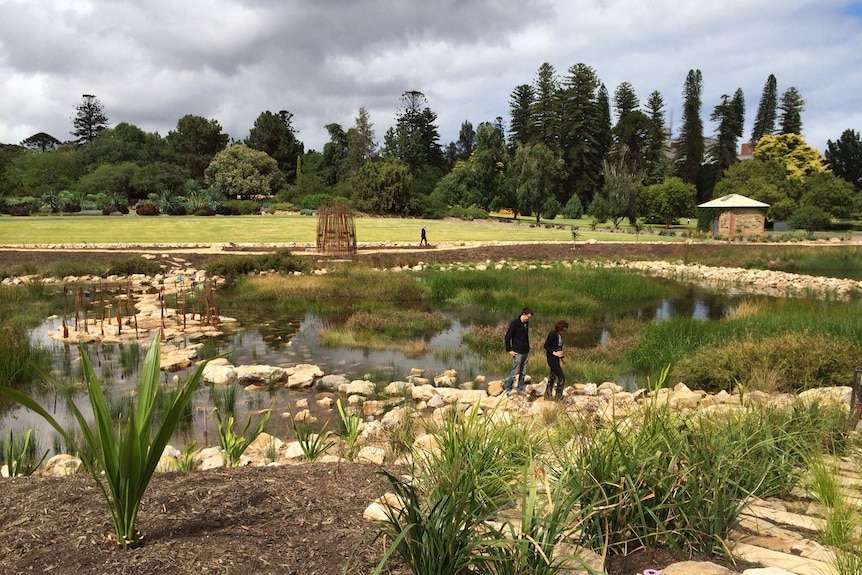 The wetland at Adelaide Botanic Garden