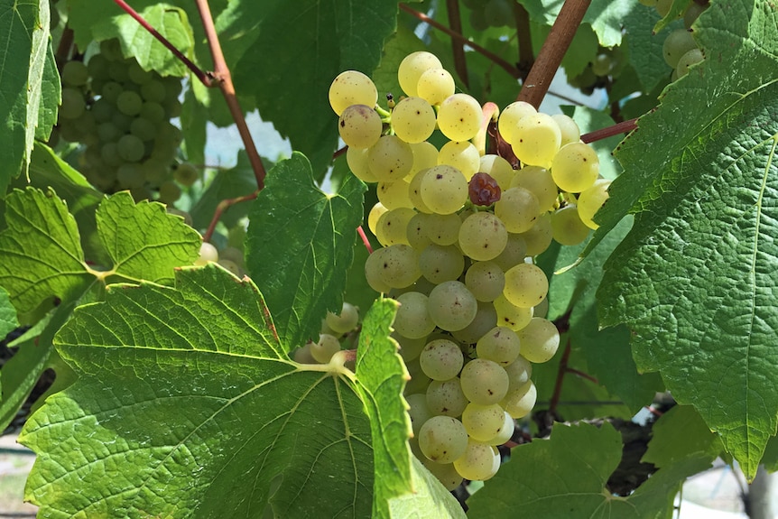 Grapes almost ready for harvest at the Butter Factory