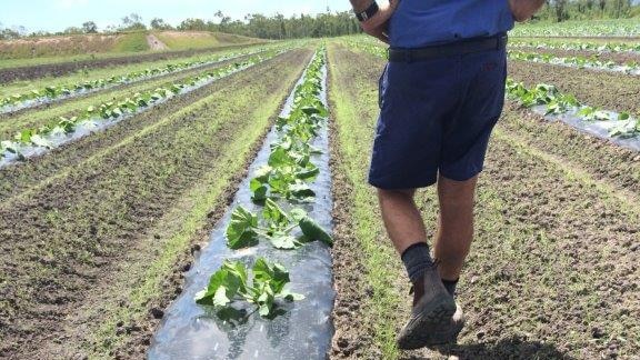 Solar shrink mulch film in paddock with crop